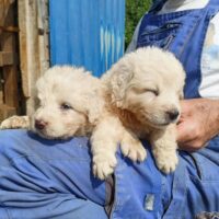 Cuccioli maremmano